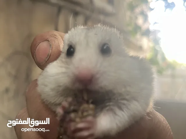 هامستر اليف للبيع ذكر وانثى