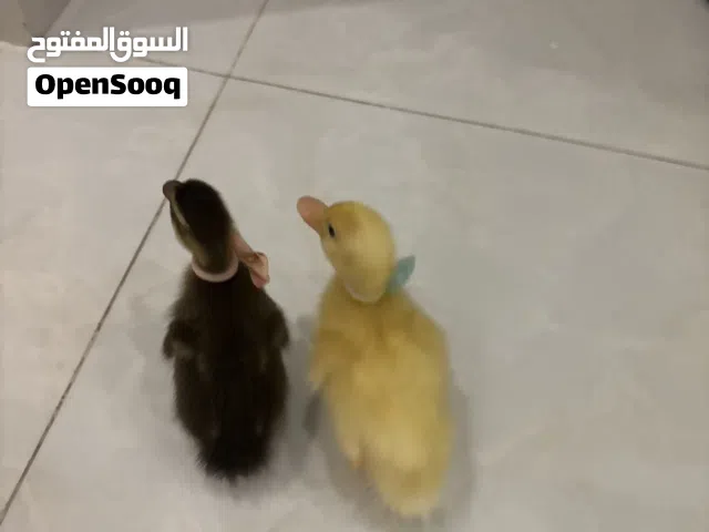 شو الثنتين مع قفص