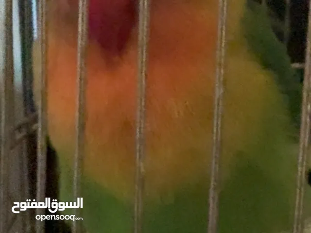 ببغاء فيشر للبيع