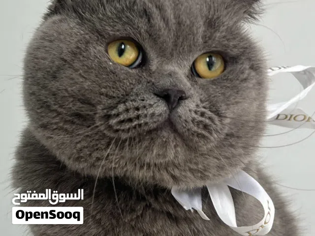 ذكر سكوتش فولد للبيع