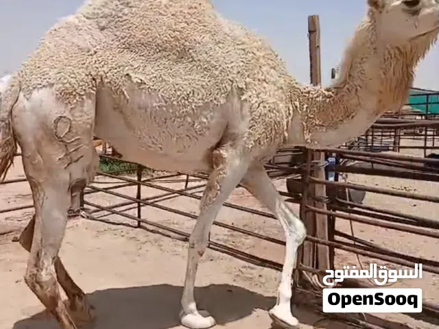 للبيع قعدان محليه فاخره شي يجمل