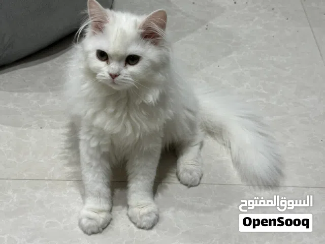 كيتن شيرازي أنثى أبيض ميني بيور نادره للبيع