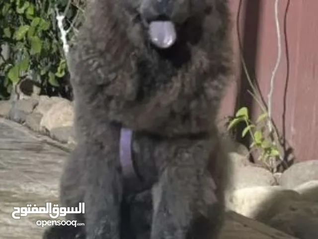 السلام عليكم ورحمه الله خوتي نبي كلب يكون نظيف عمره مابين نص سنه والسنه ويكون مجاني زي اللي في الصور