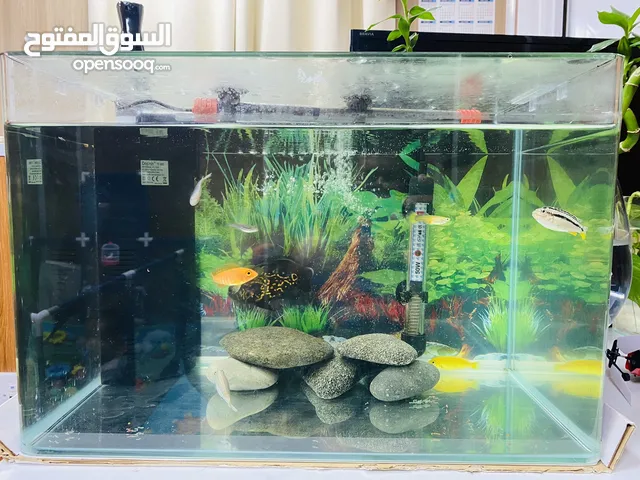 Aquarium with fish and full accessories