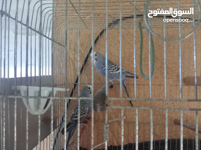 بسم لله الرحمن الرحيم السلام عليكم موجود جوز حب