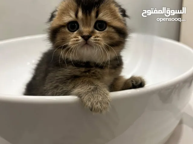 قطط سكوتش فولد
