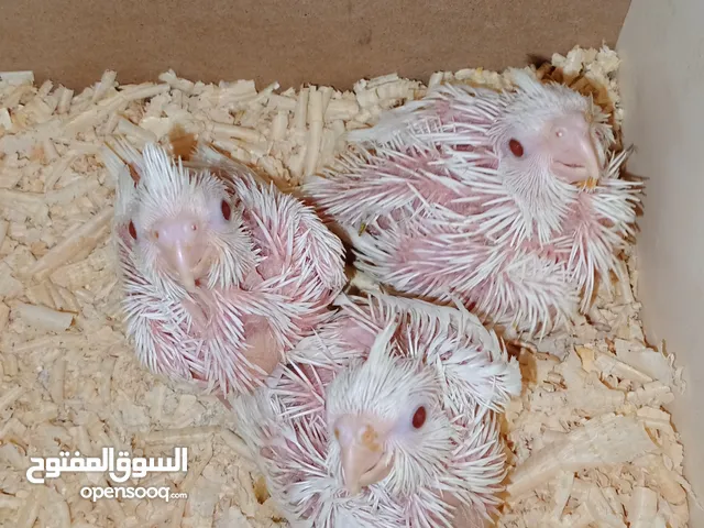 للزق اليدوي فراخ كوكتيل البينو عين حمرا العمر 16 يوم ومتعودات على السرنجه