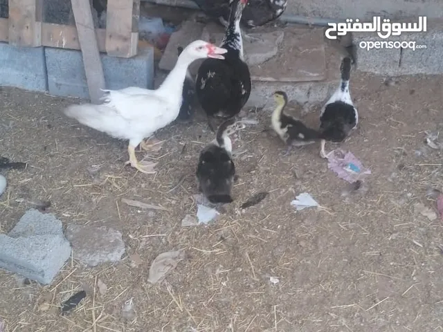 للبيع بط مع أولاده و عفاد وصف مهممم