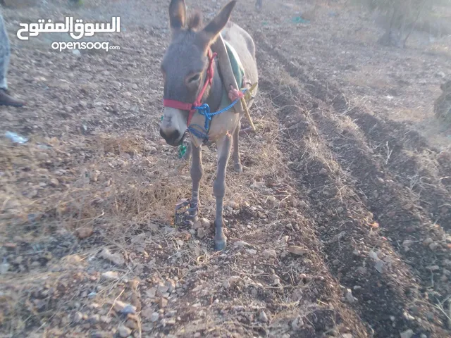 حماره عمر 3 سنين حراثه