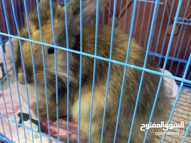 أرنب ذكر للبيع
