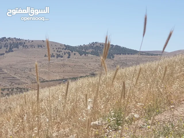 خمس دونمات في بيرين على شارعين بسعر مغري لفيلا او مزرعة