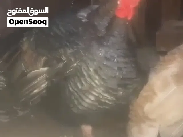 متاح في السلط