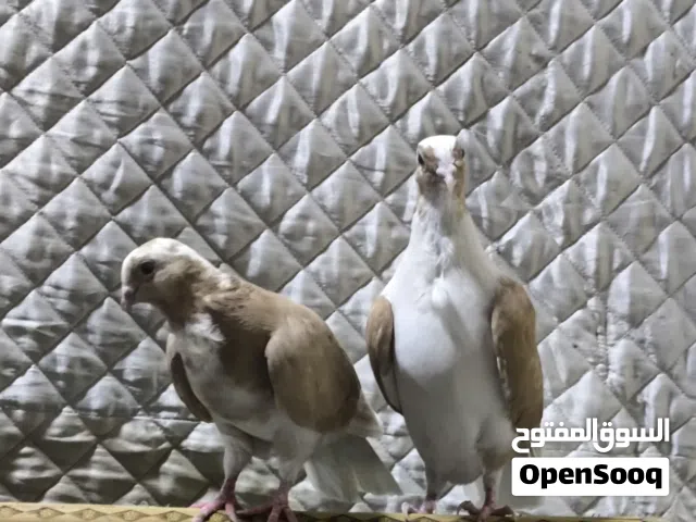 ارافل 3 للبيع