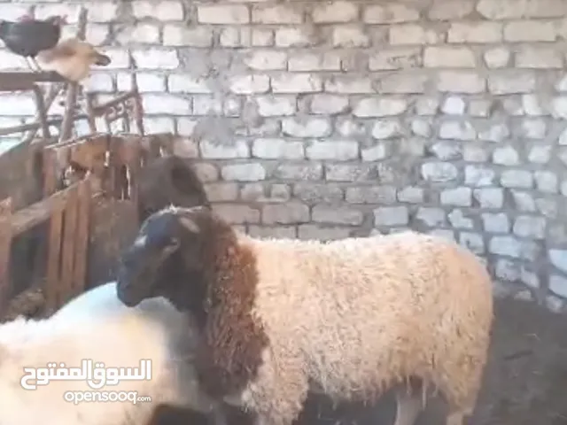 خروف دمان فحل سلاله مغربية لاعلى سعر
