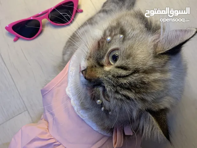 (قطط لطيفه وعرطه ) الذكر شيرازي انثى مكس شيرازي وهملايا