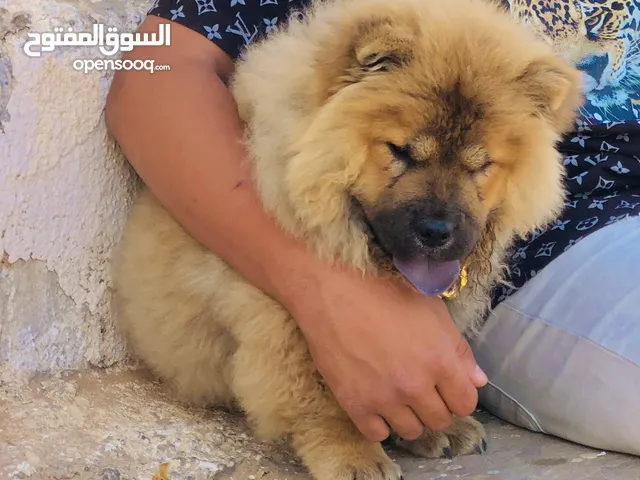 كلب للبيع النوع تشاو تشاو استراد تونس