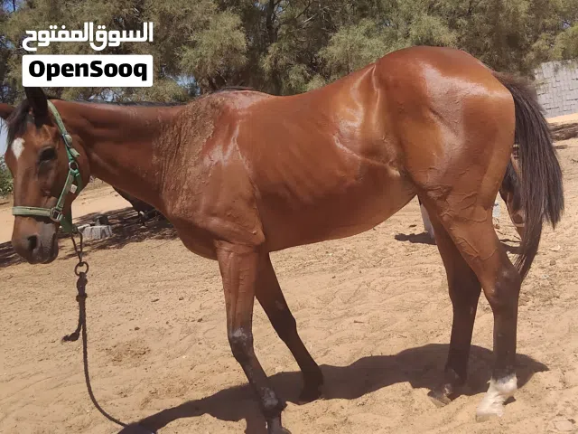 سلام عليكم فرس انقليزيه مستورده الله يبارك عمر 11عام
