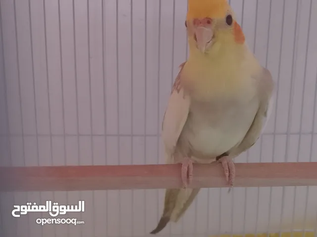 انثى كوكتيل للبيع