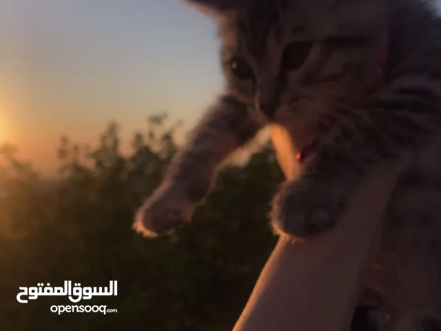 قطه للتبني شانشيلا أليفه