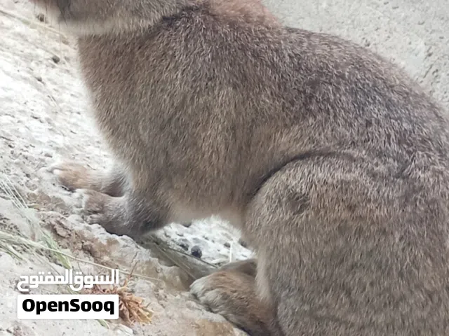 ارانب هجين الماني للبيع بسعر مغري