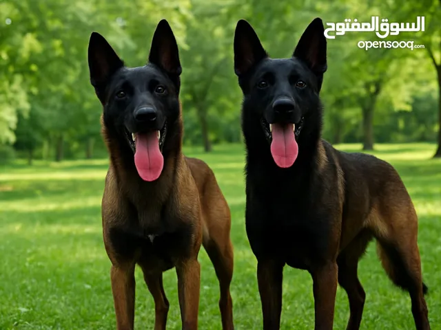 مالينو اناث