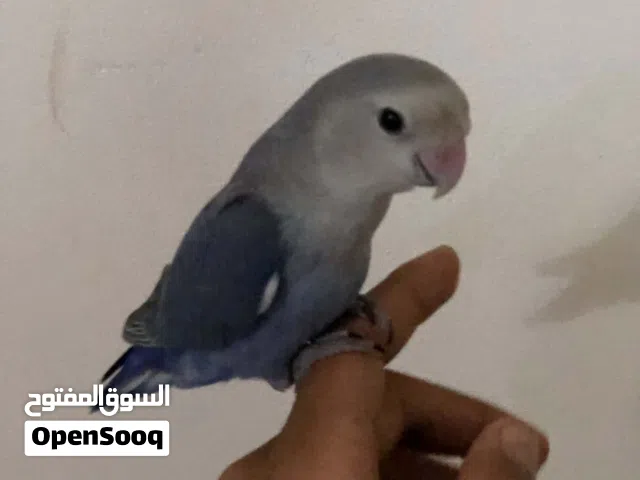 سلام عليكم عندنه برقدلو  روز مروض فل داخلي بس  ودرجه اولا ربي يبارك