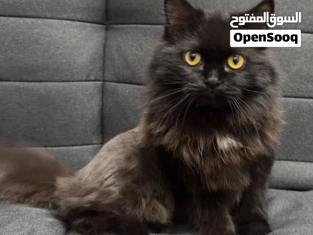 قطه     British Longhair