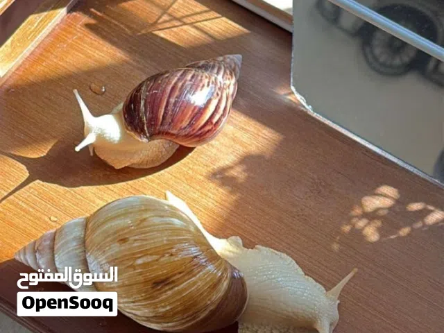 حلزون بالغ بريال