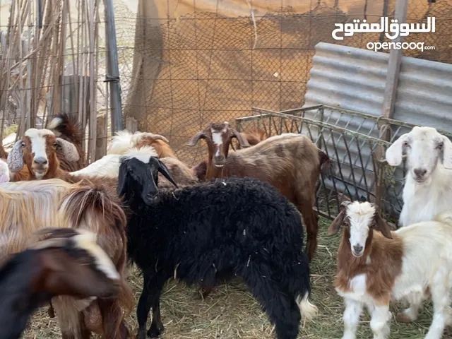 حملة للبيع سمنة ممتازة