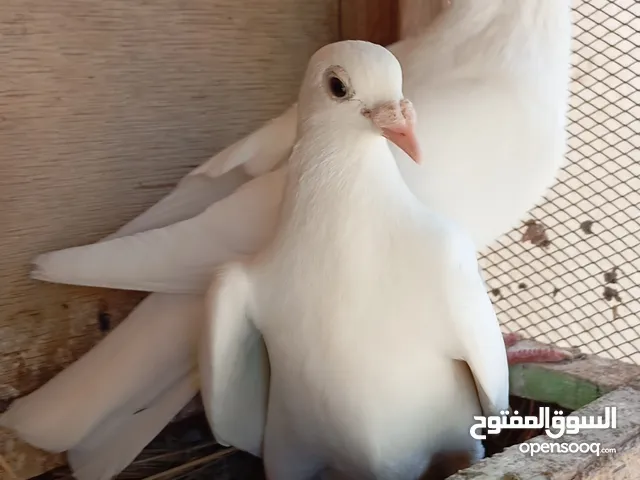زواجل دايات اقرا الوصف