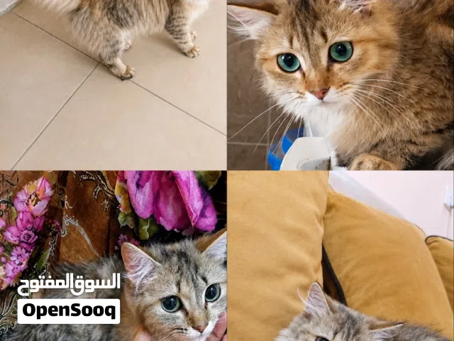 قطه مكس شيرازي و تركيش انجورا للبيع