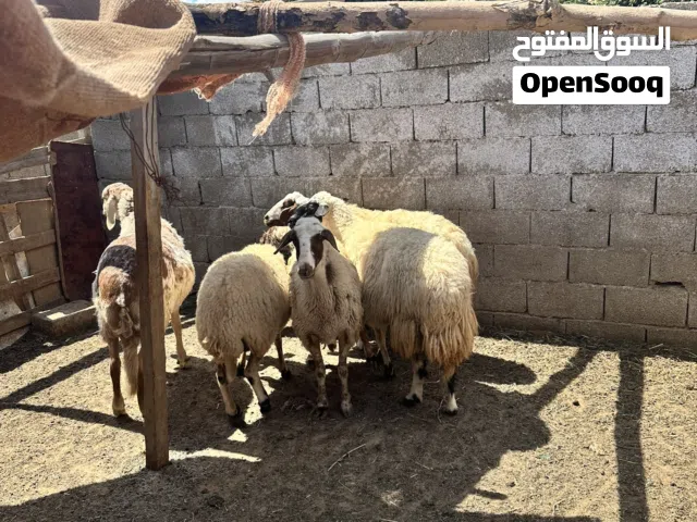 غنم عيد ربي يبارك