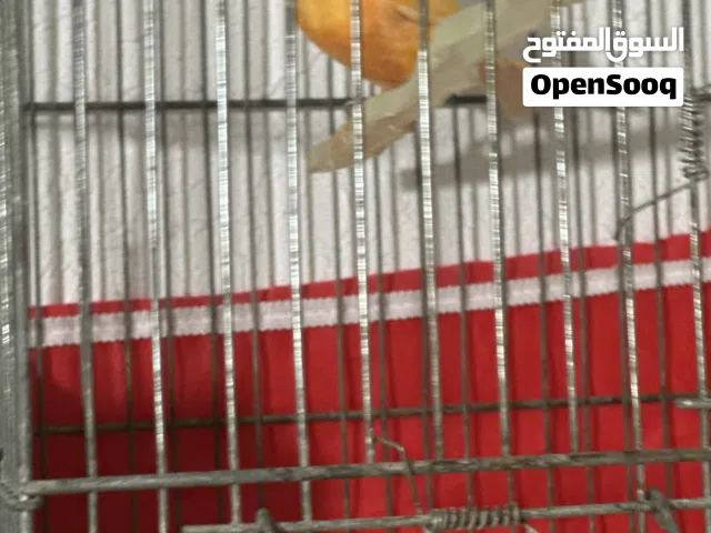 ذاكرين كنار اعمارهم سنه ونص