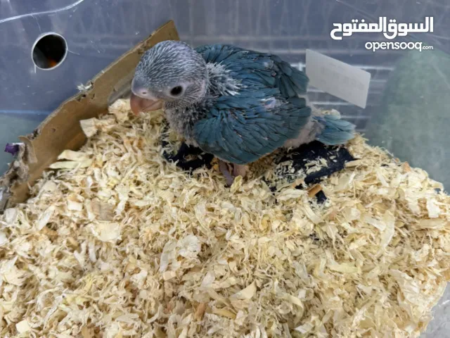 فرخ متو او ماتسمى ب ( الدرة الهندية )  لونها ازرق ..  العمر : شهر