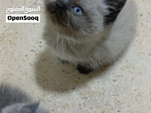 قطط للبيع النوع سيامي