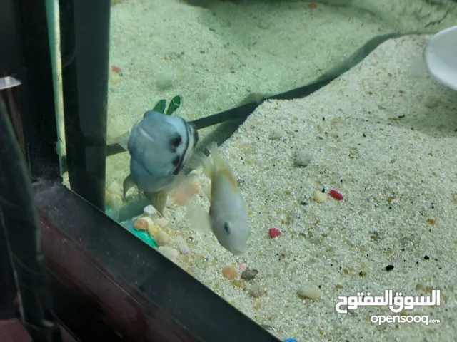 Polar fishes for sale if interested