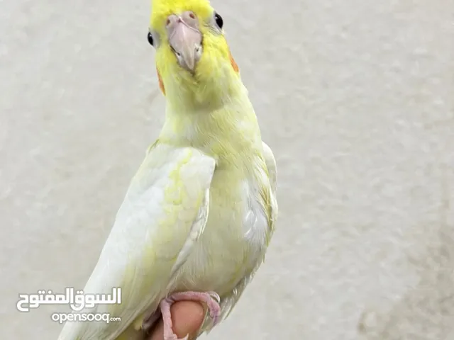 بغبغاء كوكتيل