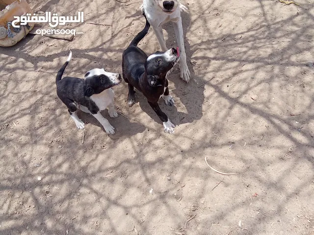 للبيع كلاب حراسه
