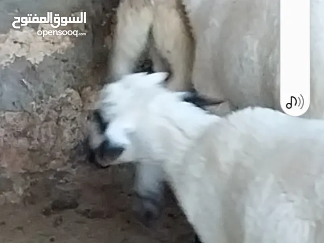 خرفان قبرصي وعساف للبيع