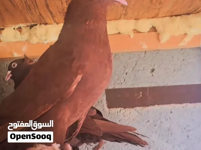 حمام راحب نجفي مكاني بصره