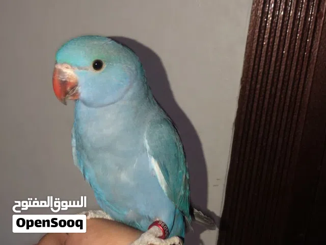 فرخ بغبغاء الملون أليف او البدل بزوج نيبالي