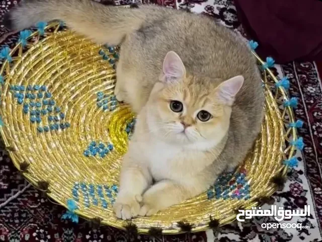 Special offer سكوتش ستريت Golden Cat