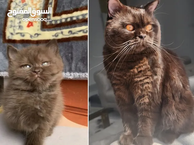 قط للتزاوج سكوتش ستريت