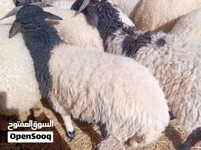 اضاحي البيع