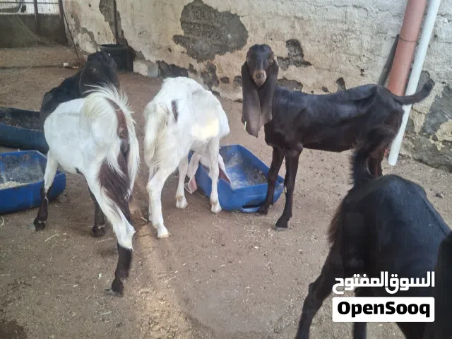 حلال باكستاني كاموري اصل ماشاء الله تبارك الرحمن
