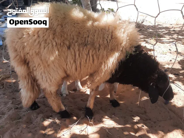 فظيمه عمرها 6 للبيع كاش او حوله فوريه
