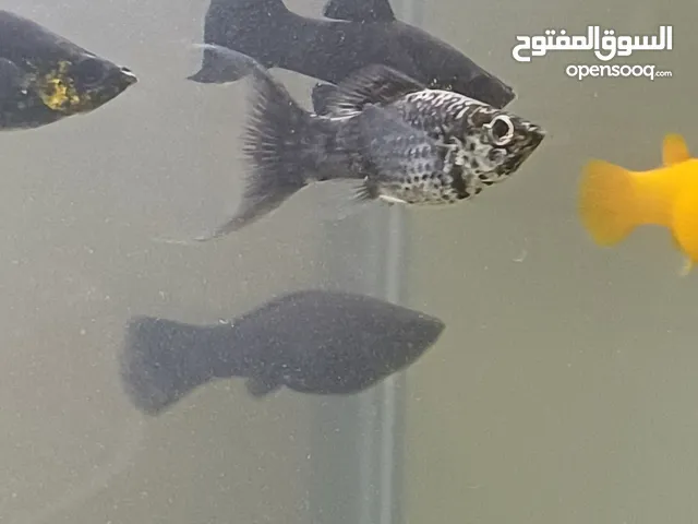 4 days Molly fish babies for sale