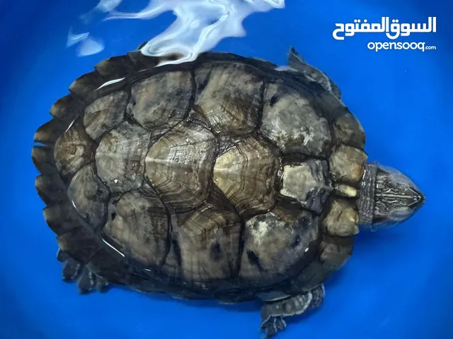 سلحفاة