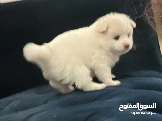 ام ريان البيع كلاب