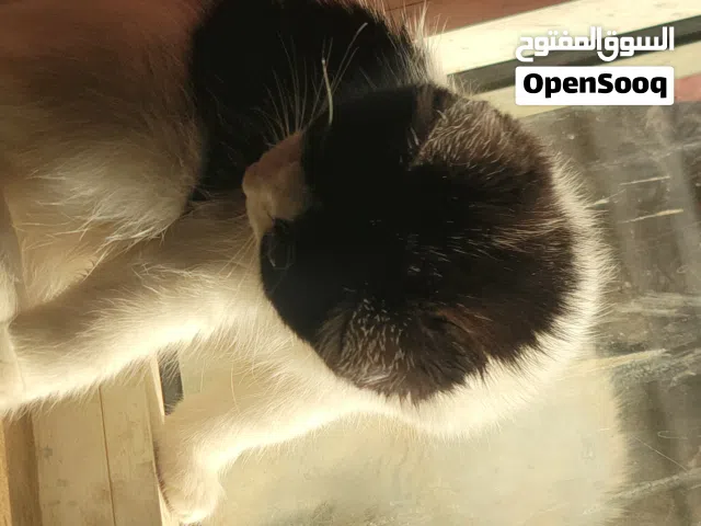 قطط كيوتين حلوين للبيع